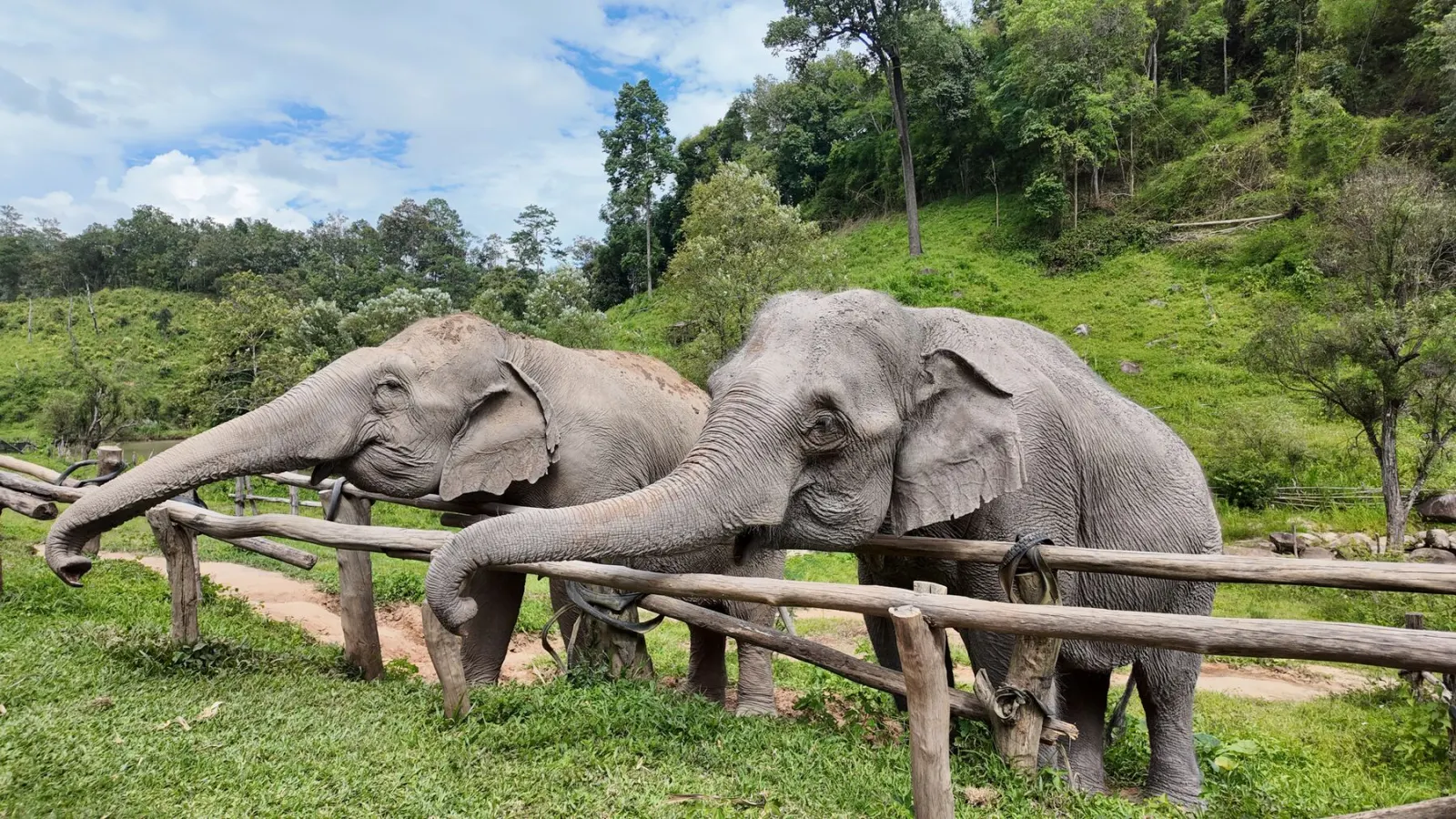 Deux éléphants derrière une barrière en bois, région de Chiang Mai